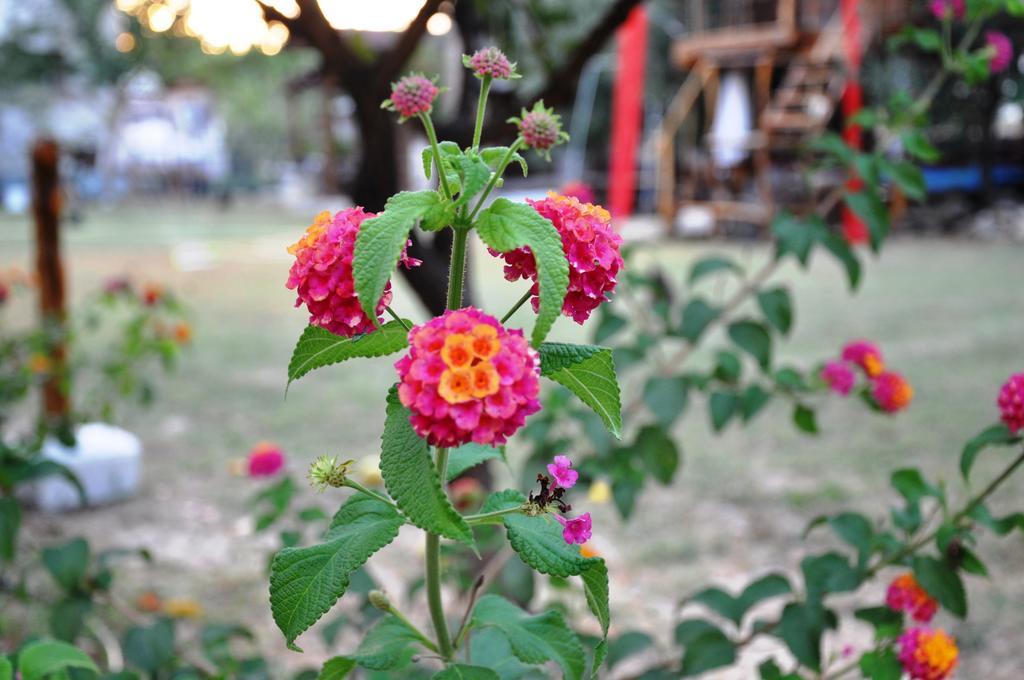 Mursel Garden Hotel Kuşadası Dış mekan fotoğraf